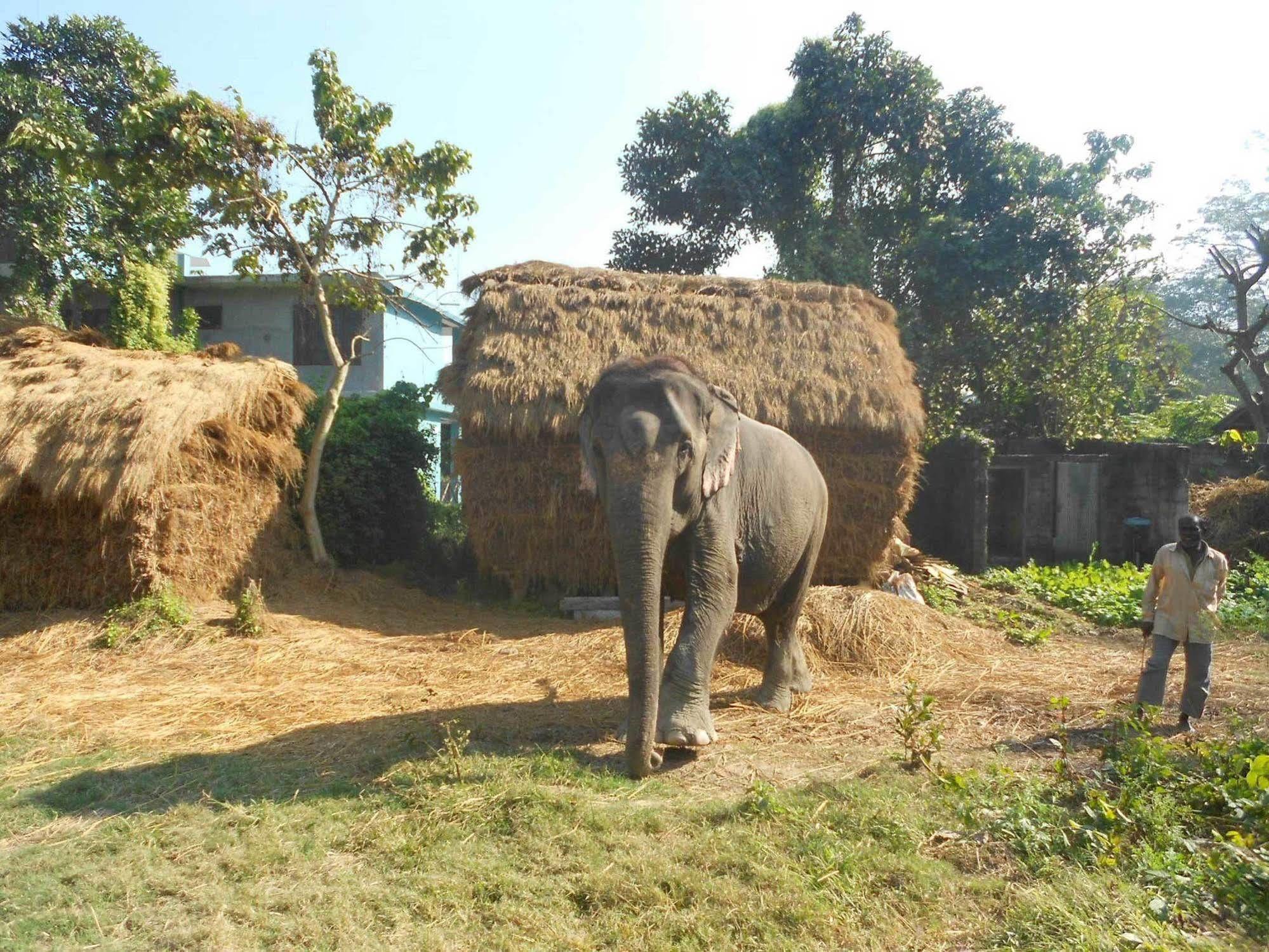 Eco Adventure Resort Sauraha Exterior foto